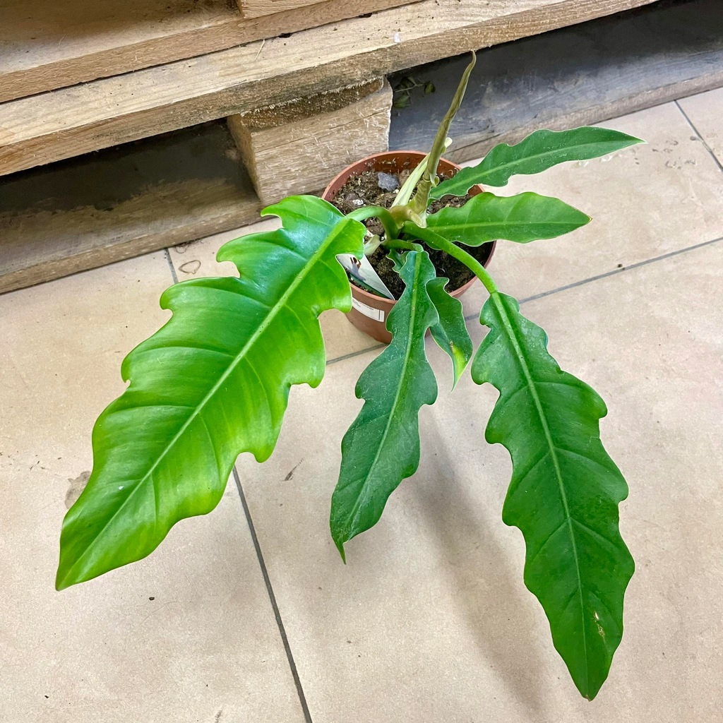 filodendron philodendron green saw
