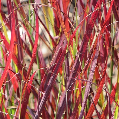 Proso rózgowate 'Sangria' (Panicum virgatum)