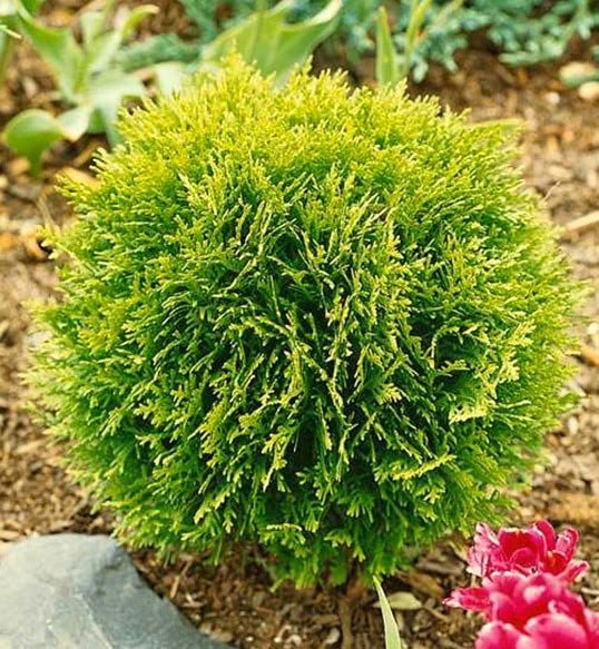 TUJA DANICA AUREA THUJA OCCIDENTALIS SADZONKA P9