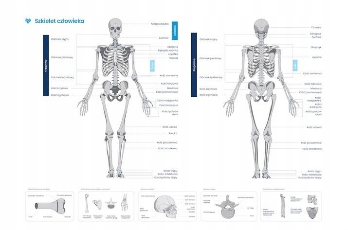 PLAKAT SZKIELET CZŁOWIEKA