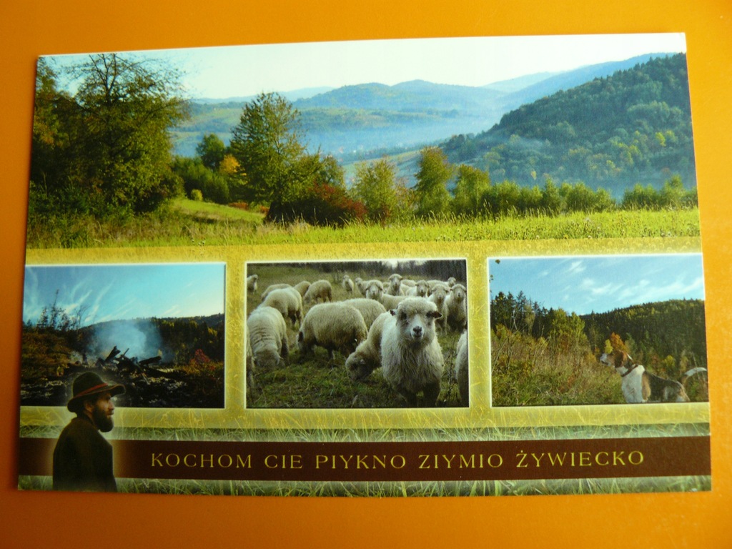 ZIEMIA ŻYWIECKA - W GMINIE ŚWINNA - OWCE - PIES