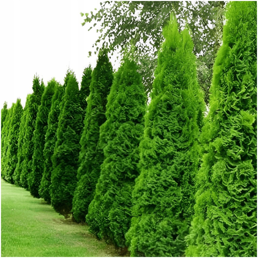 Tuja Szmaragd thuja krzew idealny na żywopłot nasiona 20 szt.
