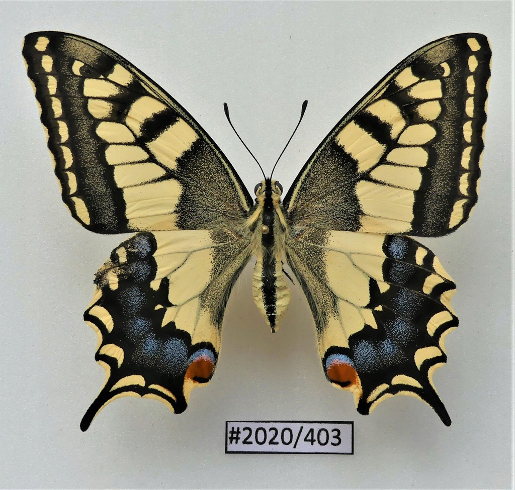 Motyl Papilio machaon samica 67 mm.