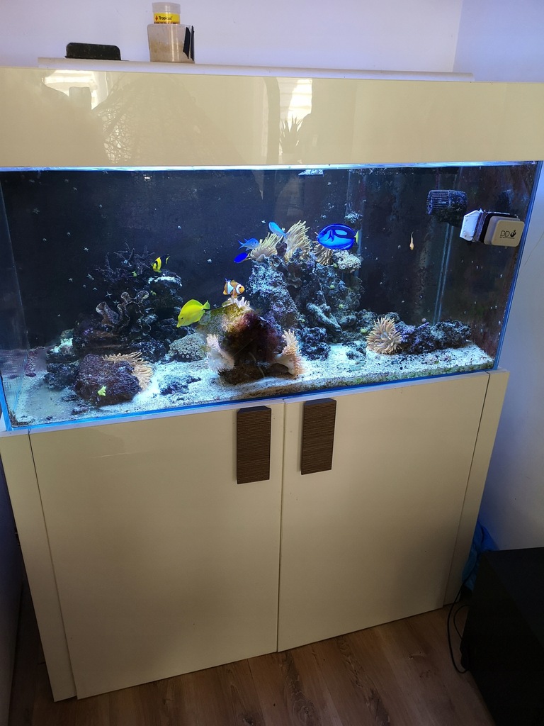 Akwarium Morskie 360l + sump z refugium