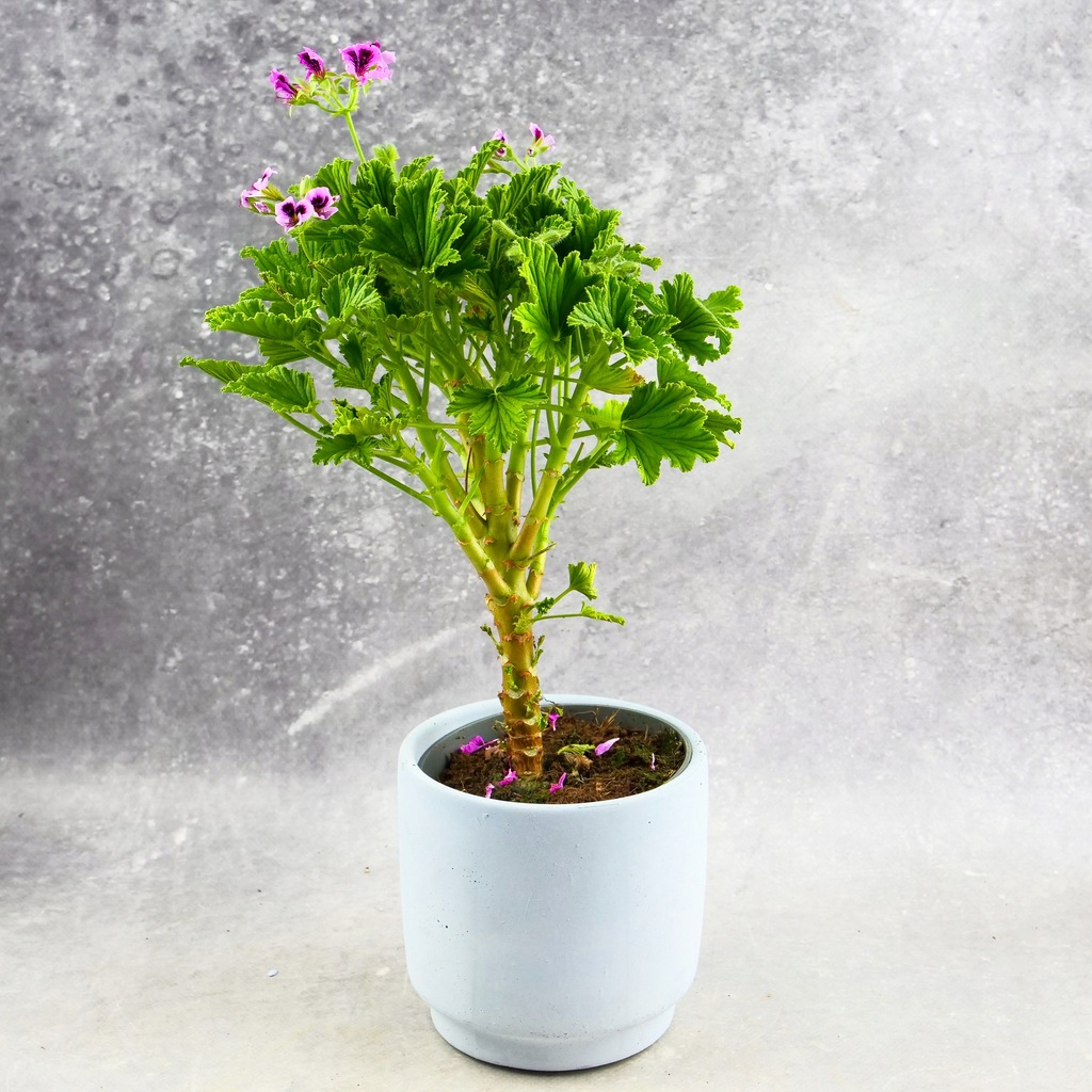 Geranium 'ANGINKA’ ORANGE FIZZ | naturalne perfumy zapach pomarańczy.