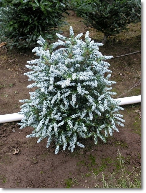 Abies koreana ‘Silver Show’- piękna !!! - 10514407926 - oficjalne