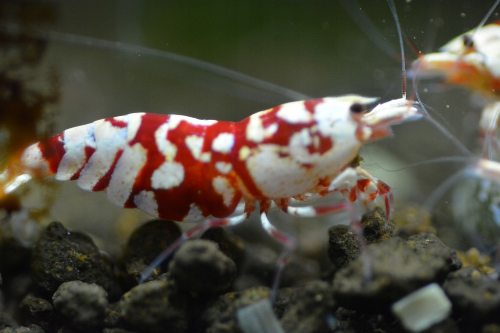 5x Red Fancy Tiger grad.Ss od Galactic Shrimps