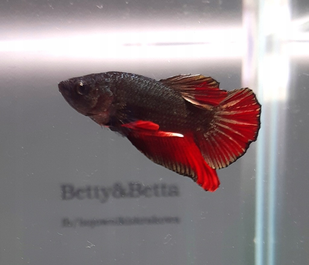 Bojownik Hmpk Black Copper Flame samiec BB104 11585385516