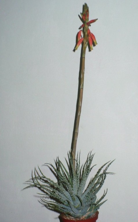 aloes ościsty sadzonka