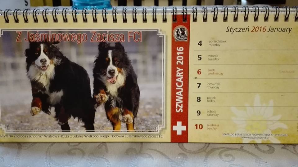 Kalendarz tygodniowy z polskimi berneńczykami 2016