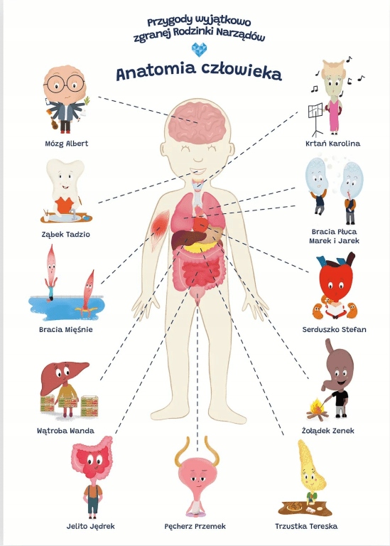 Plakat edukacyjny. Anatomia człowiek A2