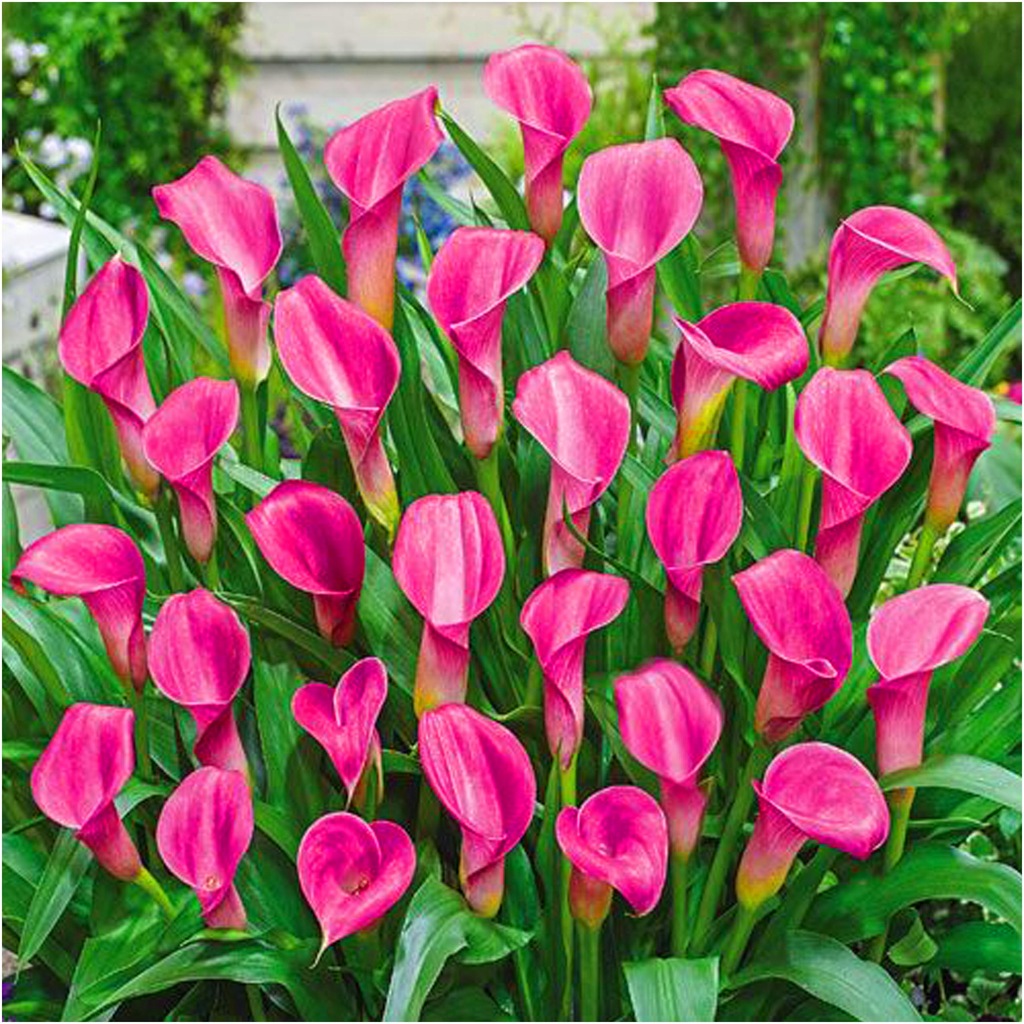 KALIA KALLA Calla ZANTEDESCHIA GARNET GLOW RÓŻOWA cebulki 1 szt. + GRATIS