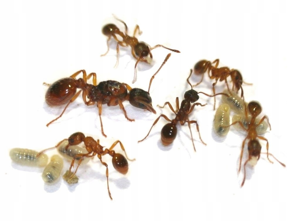 Myrmica sp. 1Q 1W