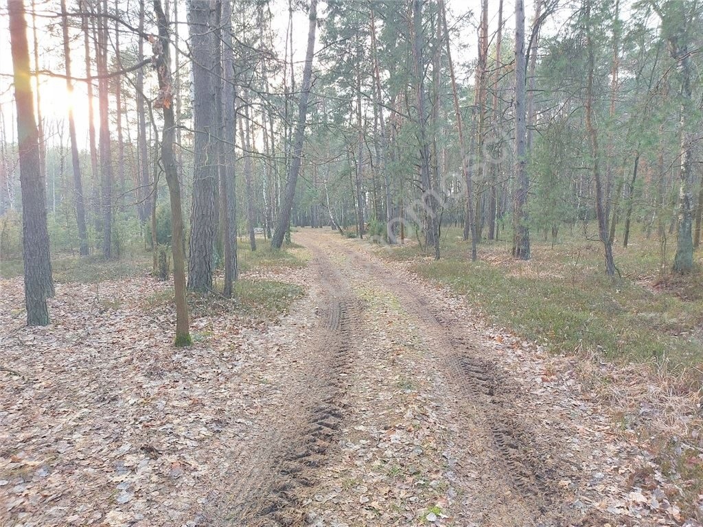 Działka, RudaPniewnik, Dobre (gm.), 4920 m² 10555544108 oficjalne