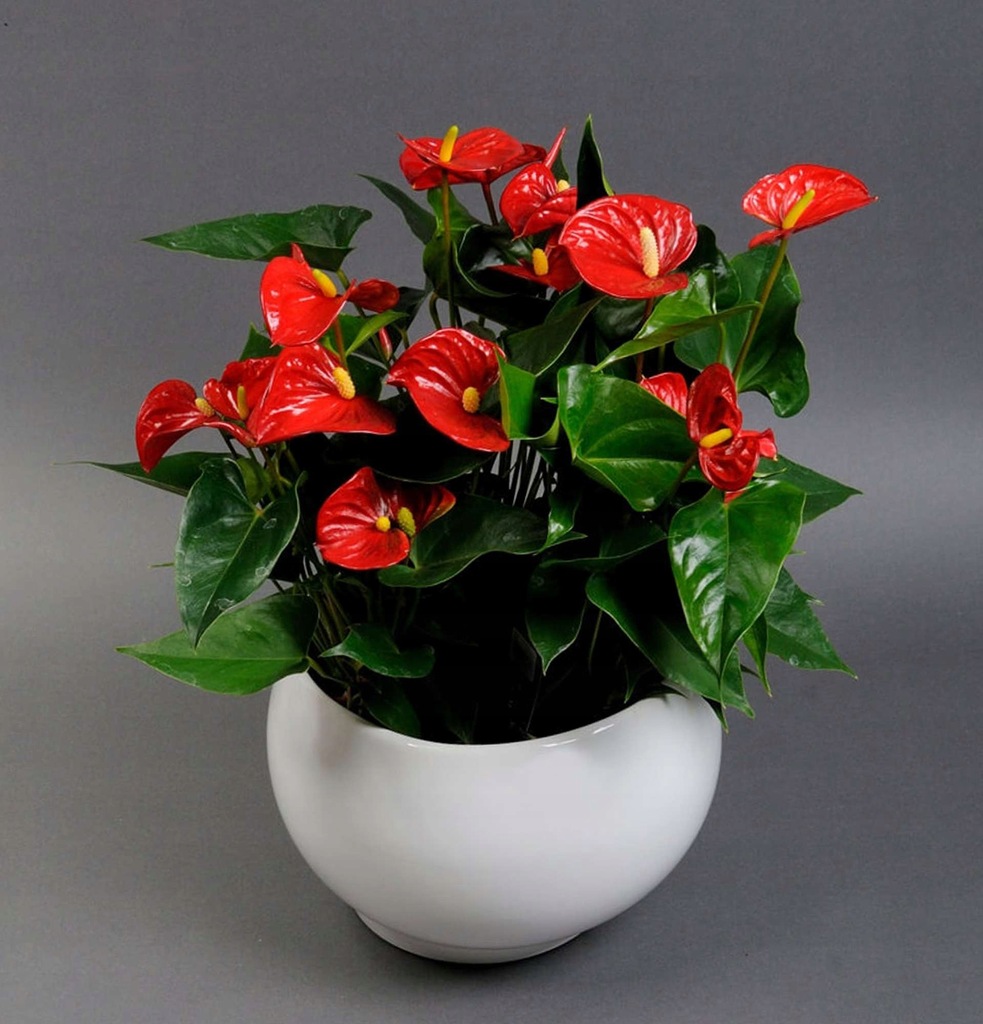 Anturium Andrego - Anthurium andraeanum