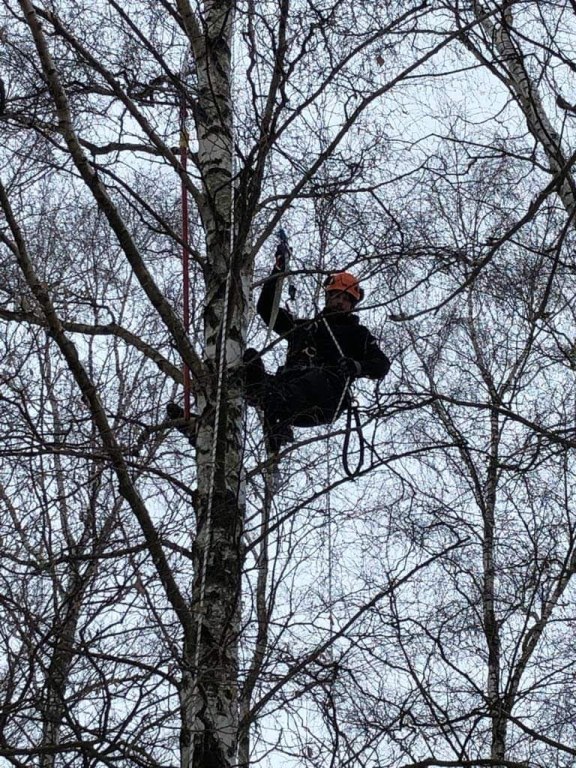 USŁUGA ARBORYSTYCZNA - PRACA W KORONIE DRZEWA - 1h