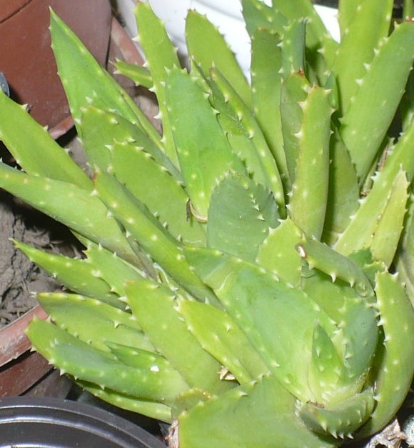 Aloes sadzonka