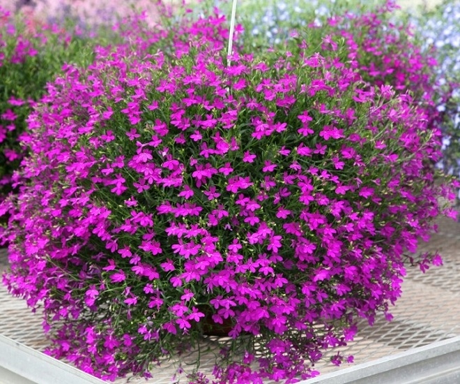 Lobelia zwisająca fioletowa Sadzonka - 12033470274 - oficjalne archiwum