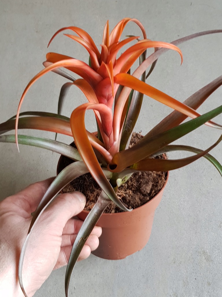 Tillandsia Capitata Hermosa OPLĄTWA