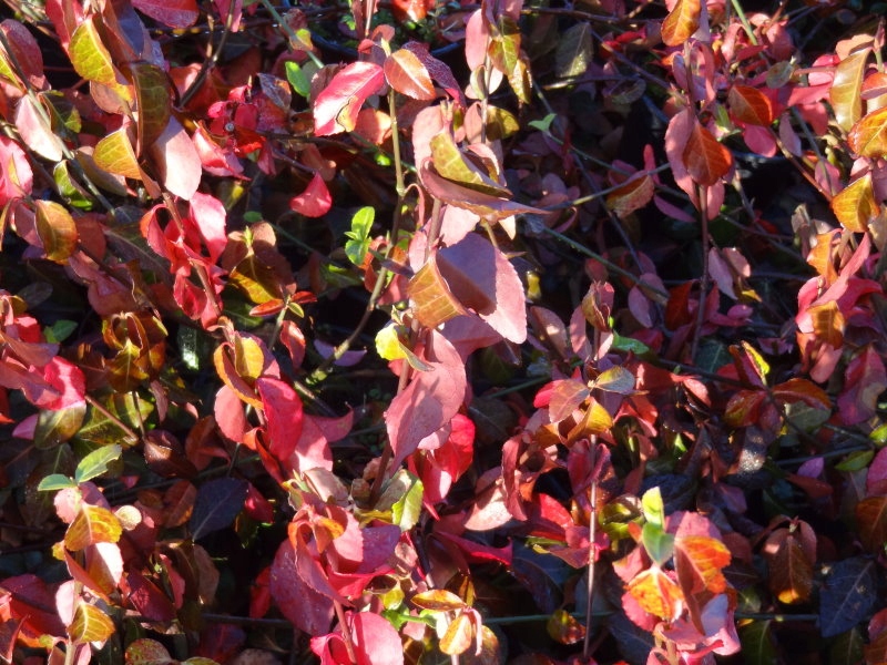 Euonymus fort. DART'S BLANKET Trzmielina duża 2L