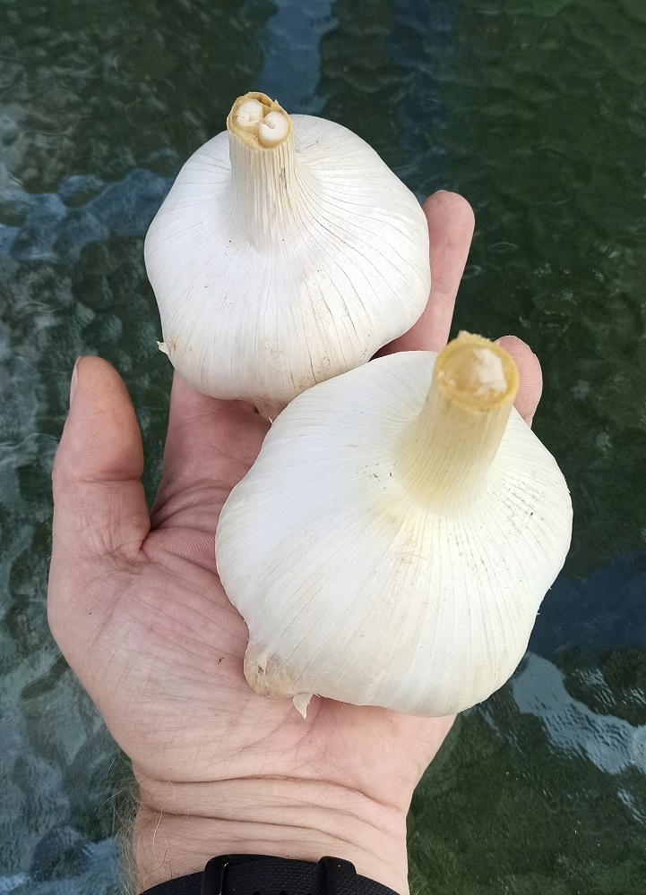 Czosnek SŁONIOWY - 1 kg ząbków