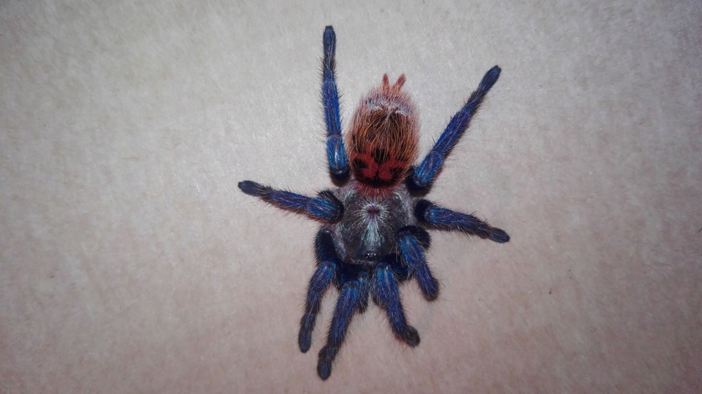 Chromatopelma cyaneopubescens - Samiczki