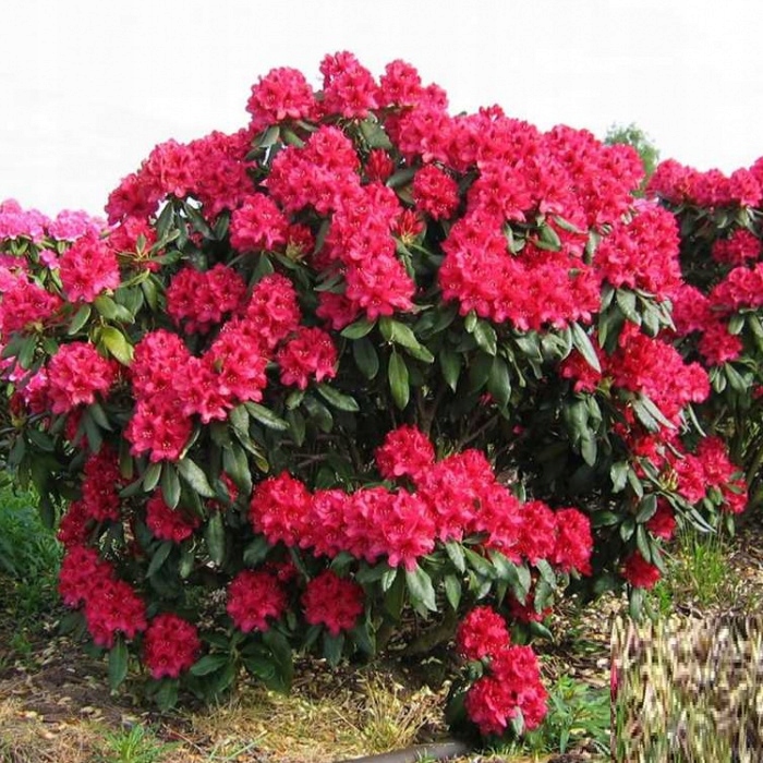 Rhododendron Nova Zembla czerwony różanecznik 1,5 - 13500275788 - oficjalne archiwum Allegro