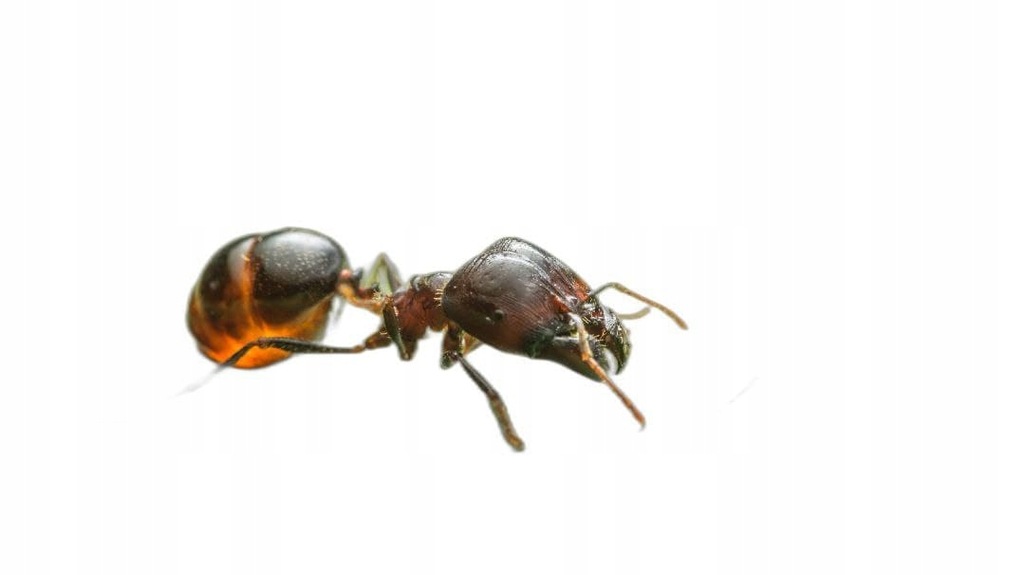 Carebara diversa Q Mrówki do Formikarium