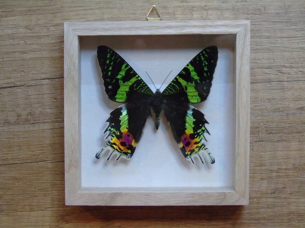 Motyl w gablotce 12x12cm . Urania ripheus 80 mm.