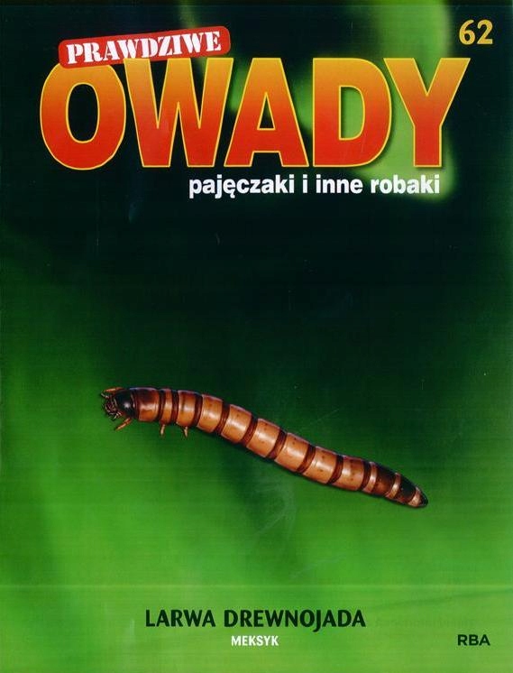 PRAWDZIWE OWADY, PAJĘCZAKI 62 LARWA DREWNOJADA