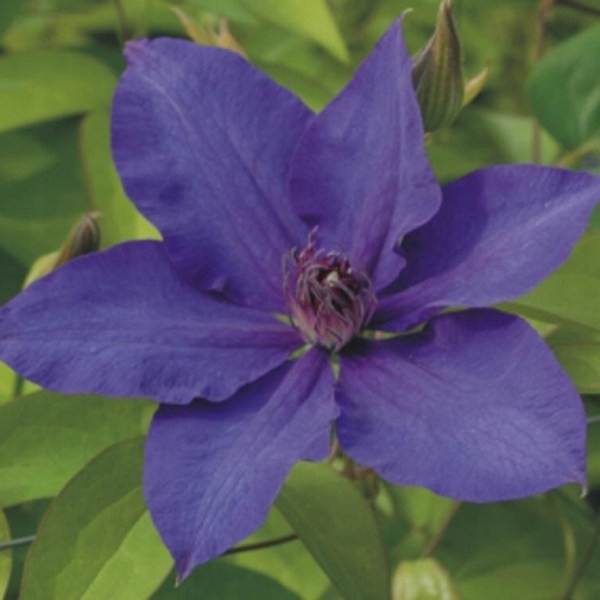 Clematis The President poj. 1l