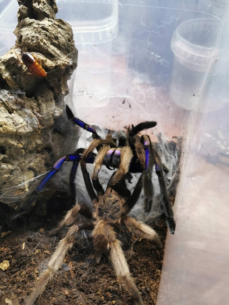 Chilobrachys sp. electric blue l1 (Papa_spiders)