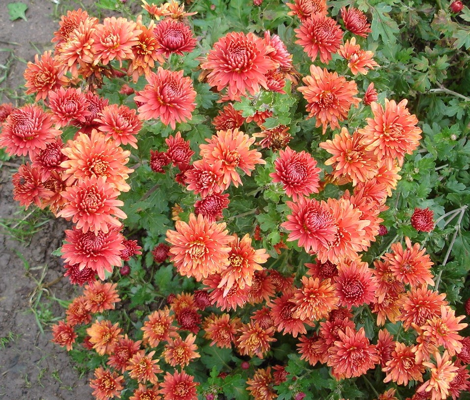 хризантема коралл. хризантема коралл. хризантема корейская стожары. хризантема мультифлора салмон. хризантема коралл.