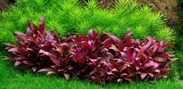 Купить Alternanthera Reineckii RED mini PLANTS in vitro: отзывы, фото, характеристики в интерне-магазине Aredi.ru