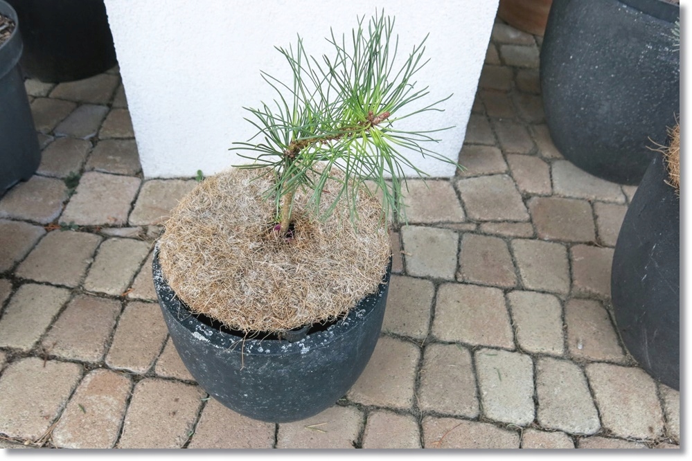 Pinus uncinata 'FRED' - Nowość !!!