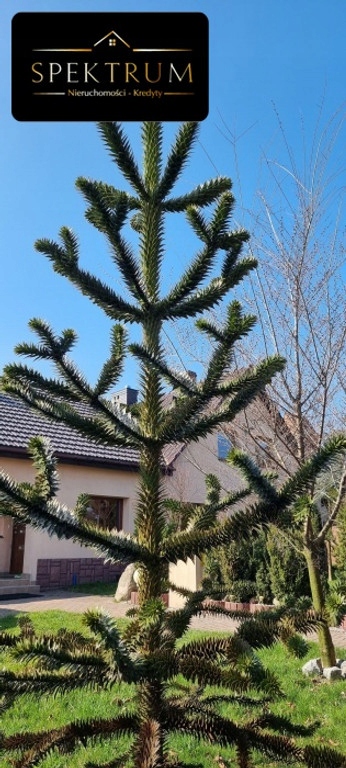 Dom, Bytom, Stolarzowice, 98 m²