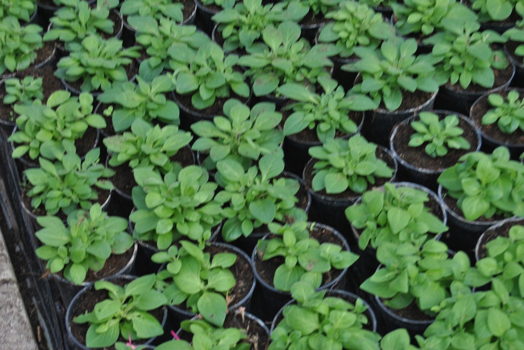 Петуния парпл хало. Пикирование петунии. Петуния уникум рассада. Петуния ампельная пикировка рассады. Высадка петунии на рассаду.