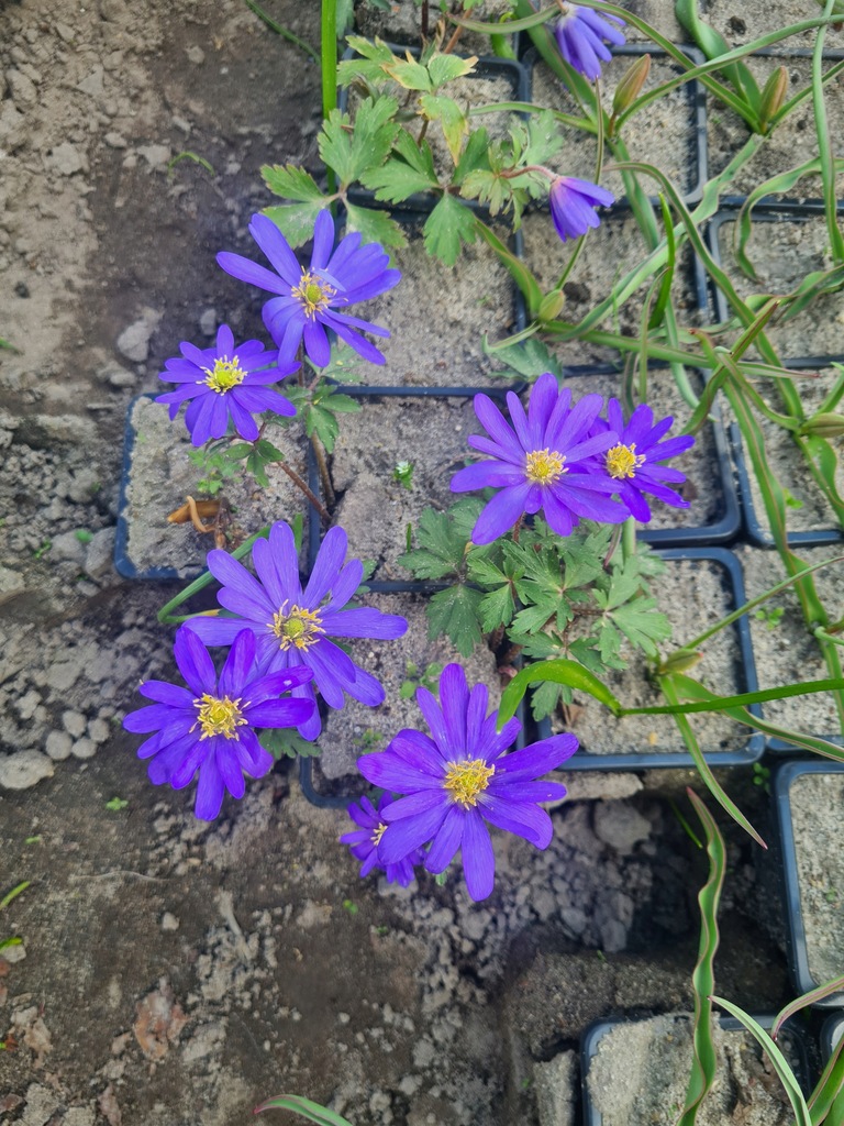 zawilec grecki BLUE SHODES sadzonka w doniczce