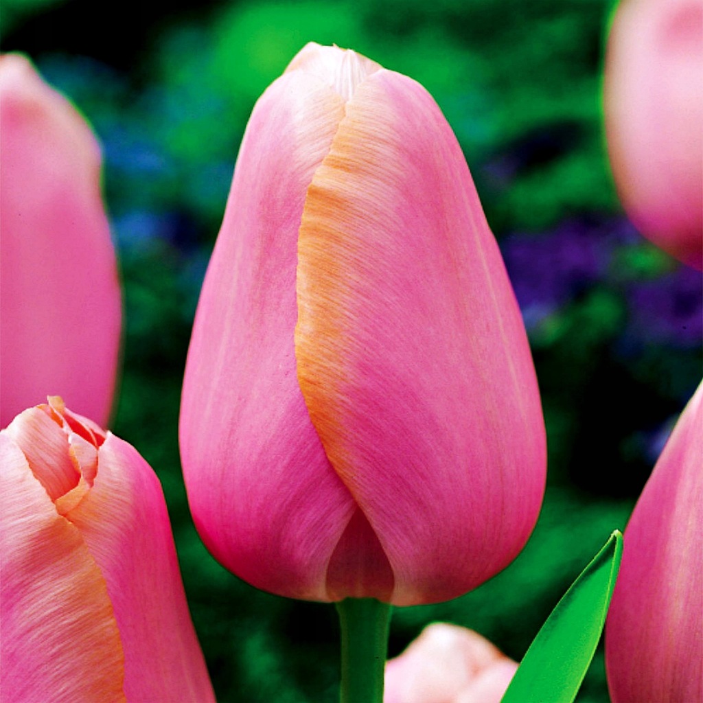 Tulipan Późny Menton 5 szt Cebulki Tulipany