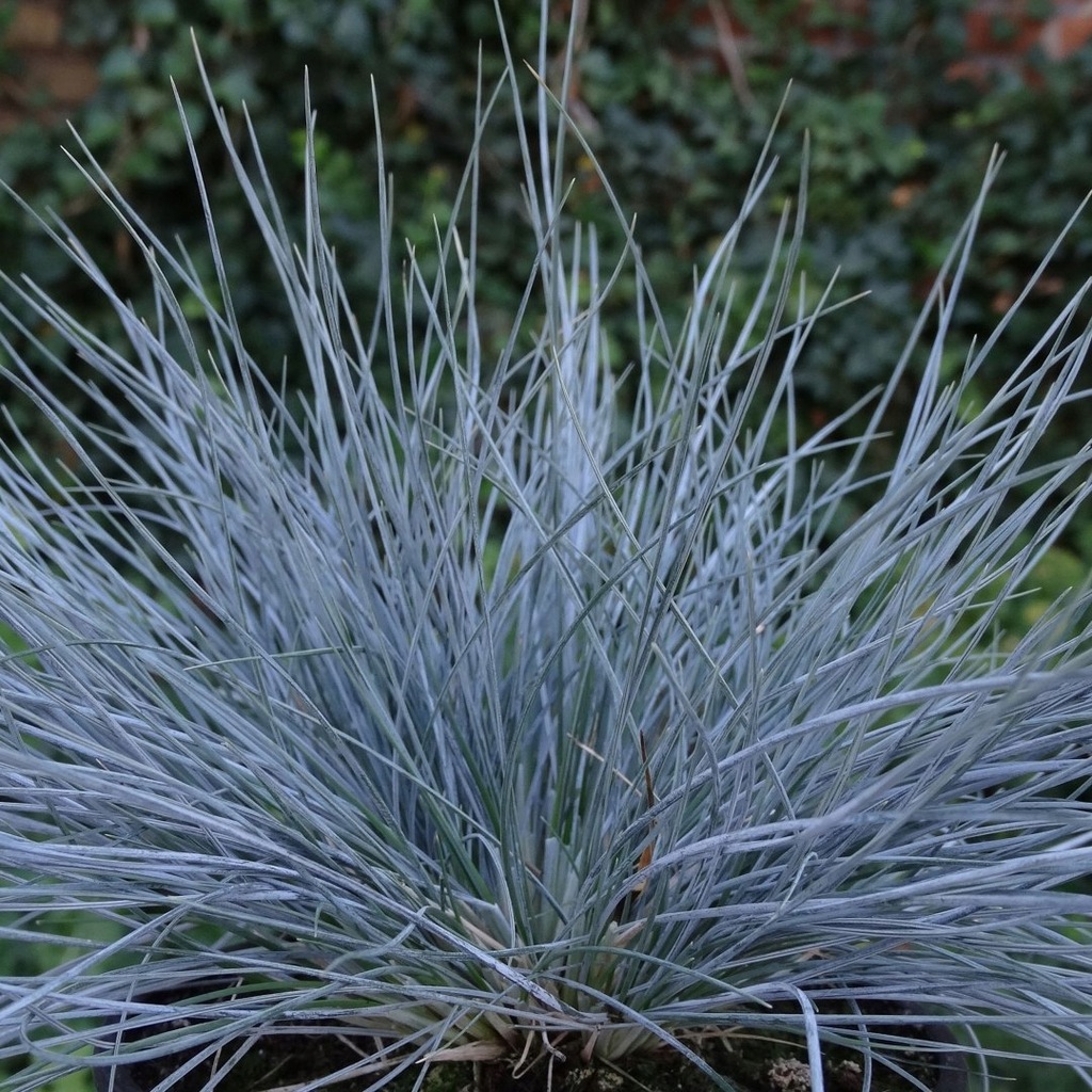 Kostrzewa sina 'Blauglut' (festuca glauca)