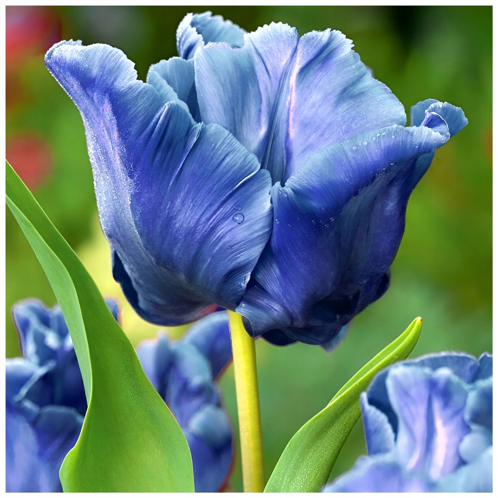 TULIPAN NIEBIESKI BLUE PARROT cebulki 5 szt. + GRATIS