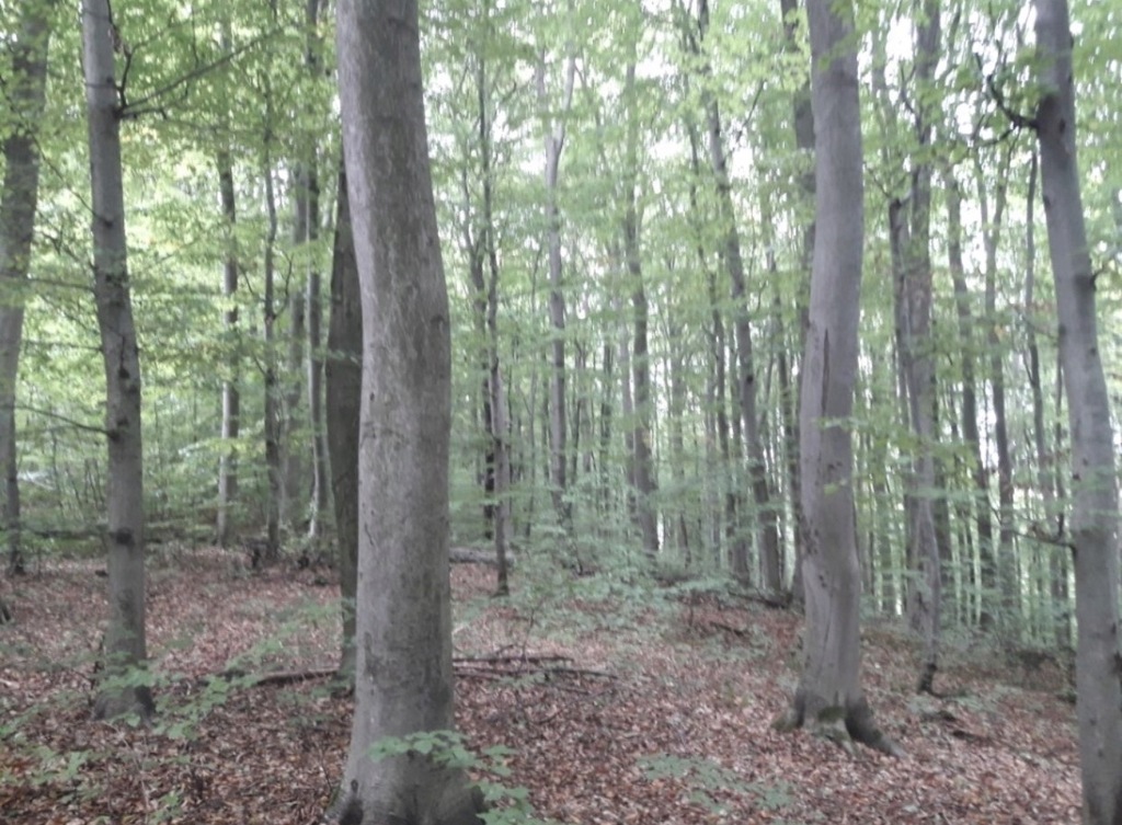 Sprzedam las bukowy 1 ha, gmina Horyniec-Zdrój