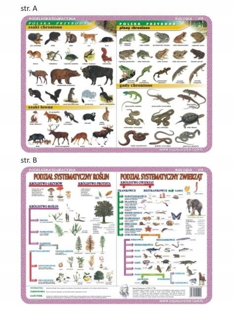 Podkładka edu. 019 - Ssaki, płazy i gady... Visual