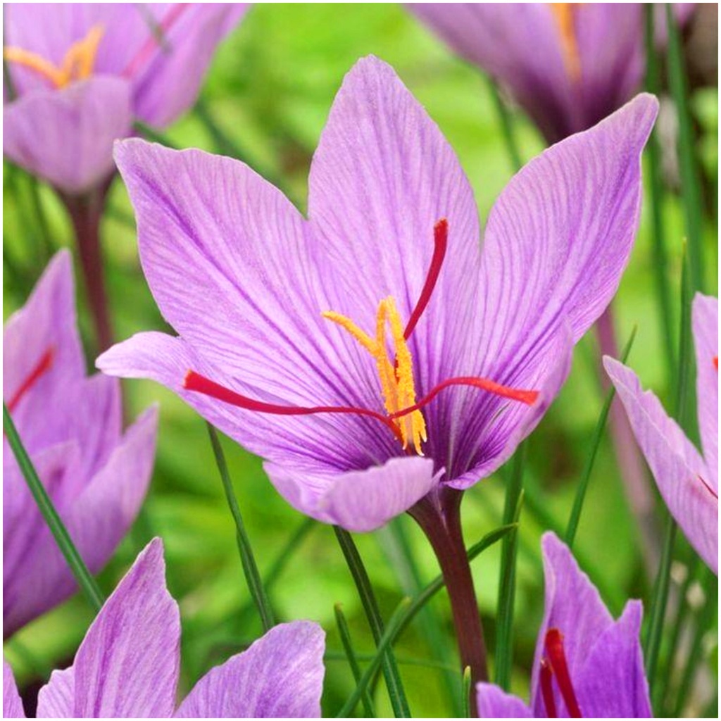 KROKUS SATIVUS SZAFRAN UPRAWNY cebulki 100 szt. + GRATIS
