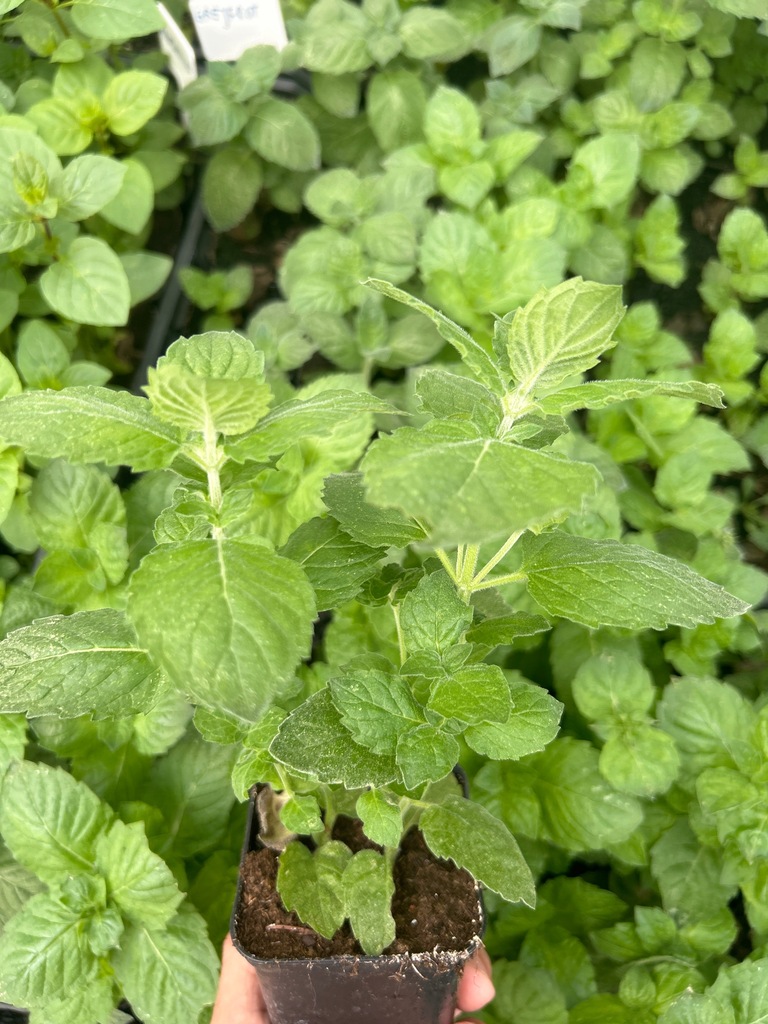 Mięta grejfrutowa sadzonka w doniczce Mentha