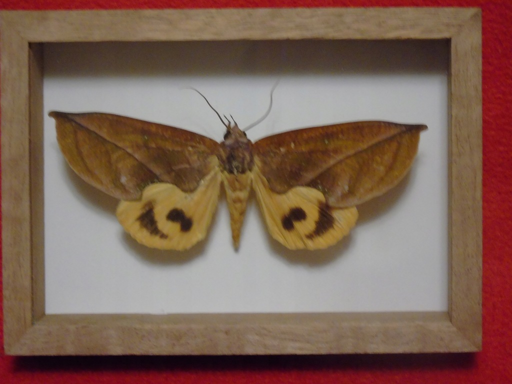 Motyl w ramce 14x10 cm. Khadira aurantia -110 mm .