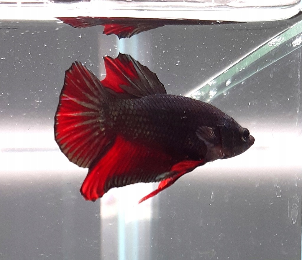 Bojownik Hmpk Black Copper Flame samiec BB104 11585385516