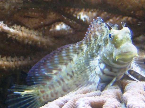 Akwarium morskie - Salarias fasciatus.