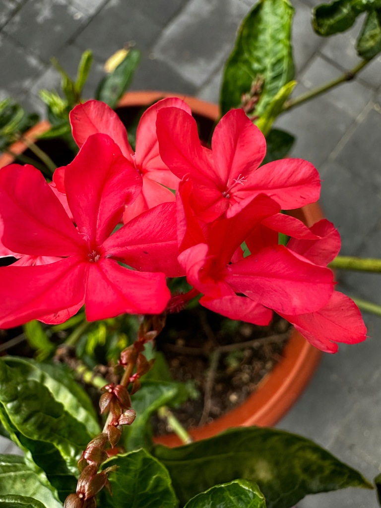 ==> PLUMBAGO INDICA ołownik indyjski OŁOWNICA #66