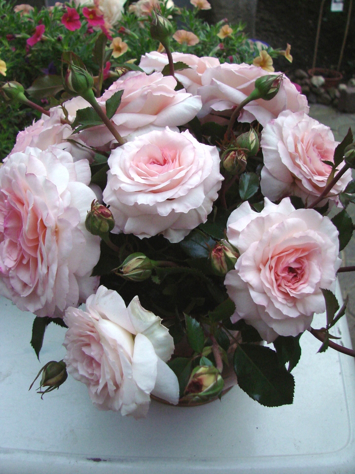 Róża parkowa - Bremer Stadtmusikanten